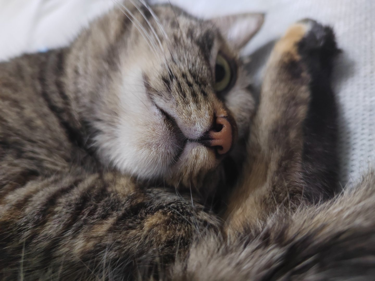 最新版猫乌，神秘伙伴带你探索未知世界