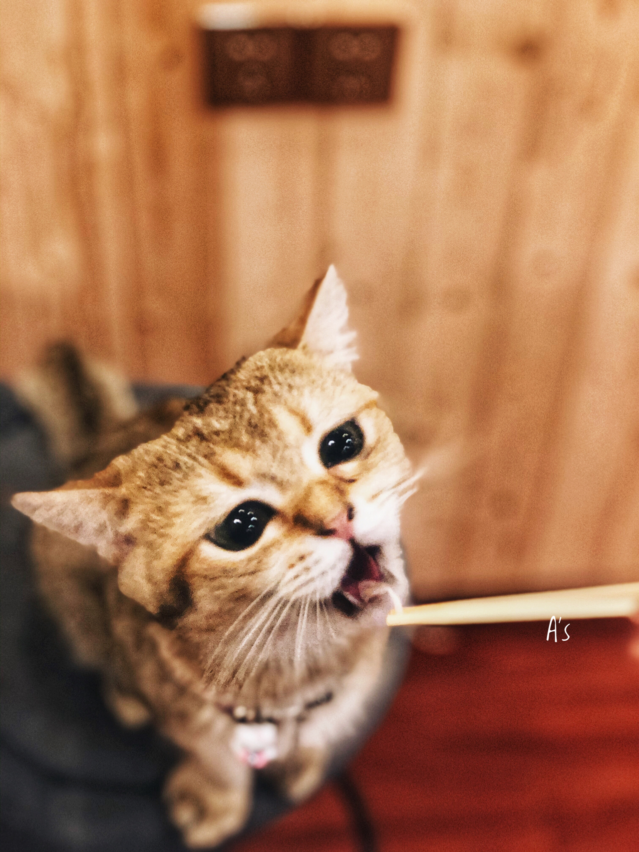 猫咪咪最新版，全新探索猫咪世界的极致体验