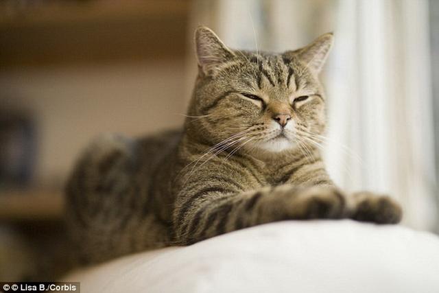 最新版的猫，奇幻世界的探索之旅
