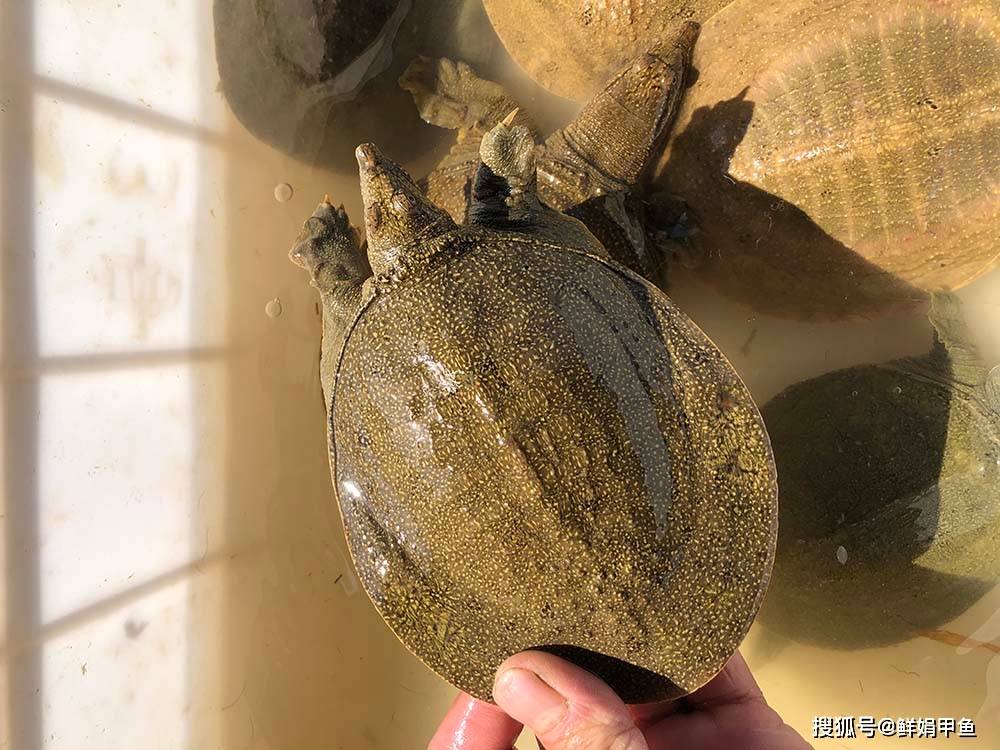 最新消息下的甲鱼产业动态概览