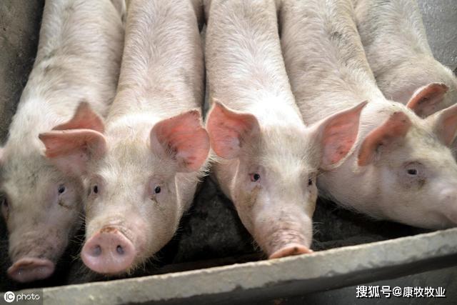 今日大猪价及市场分析概览