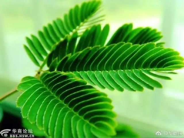 含羞草最新站，自然与科技融合的奇妙世界探索