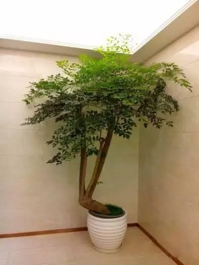 最新发财树，繁荣与财富的永恒象征