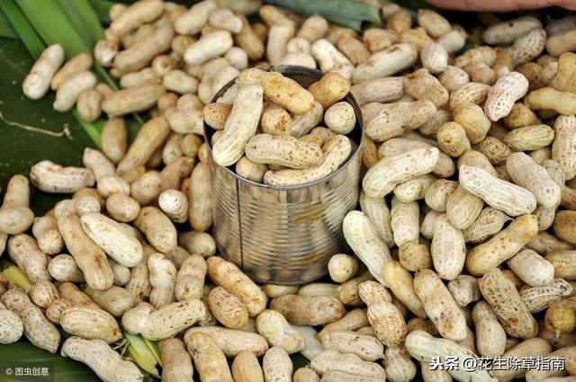 正阳花生价格动态解析及最新趋势报告