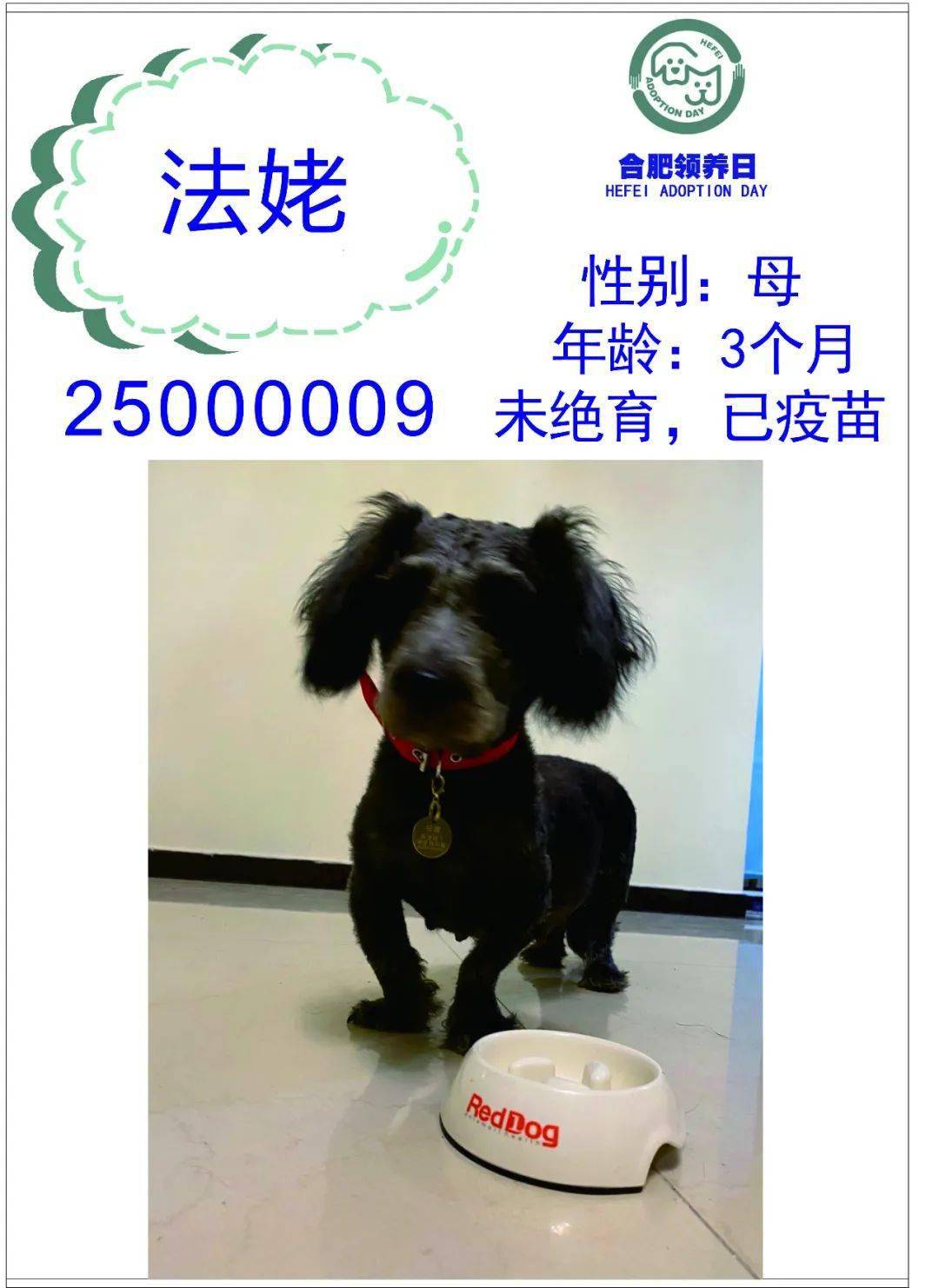 合肥免费领养狗，城市爱心领养之旅启动