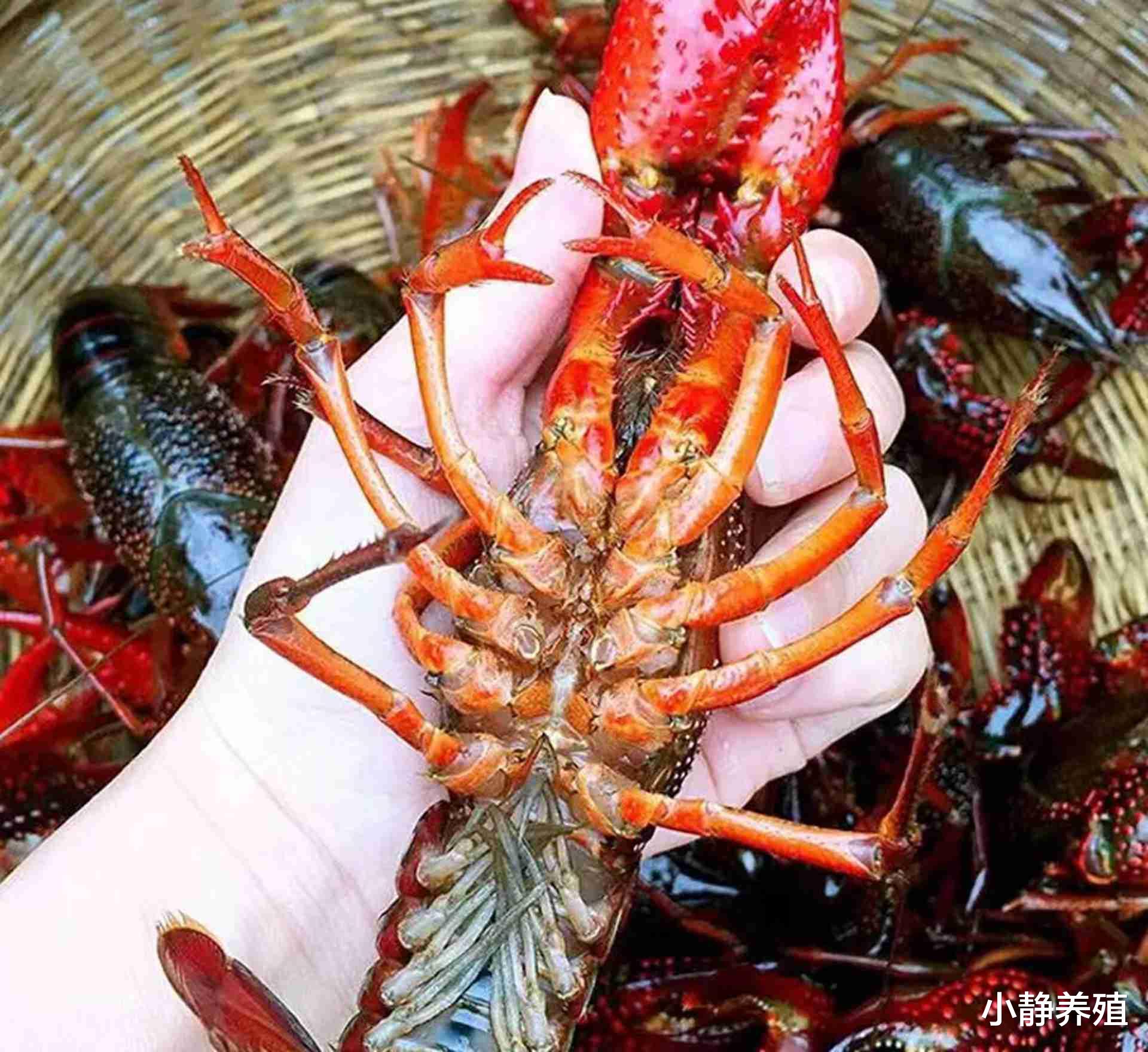 小龙干最新技术，引领行业变革的先锋力量
