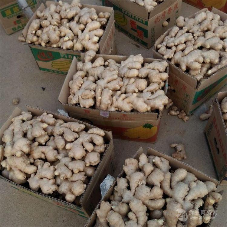 广东生姜最新价格动态解析