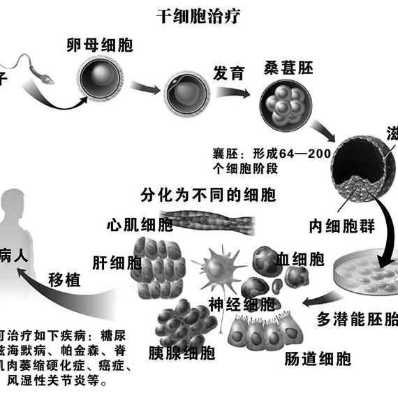 干细胞最新突破，重塑医疗领域的未来之光
