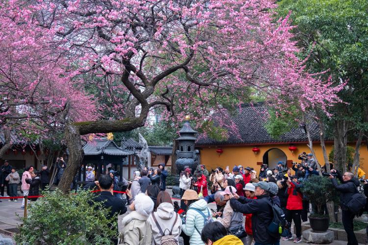 湖州铁佛寺梅花绽放，香气醉人心扉