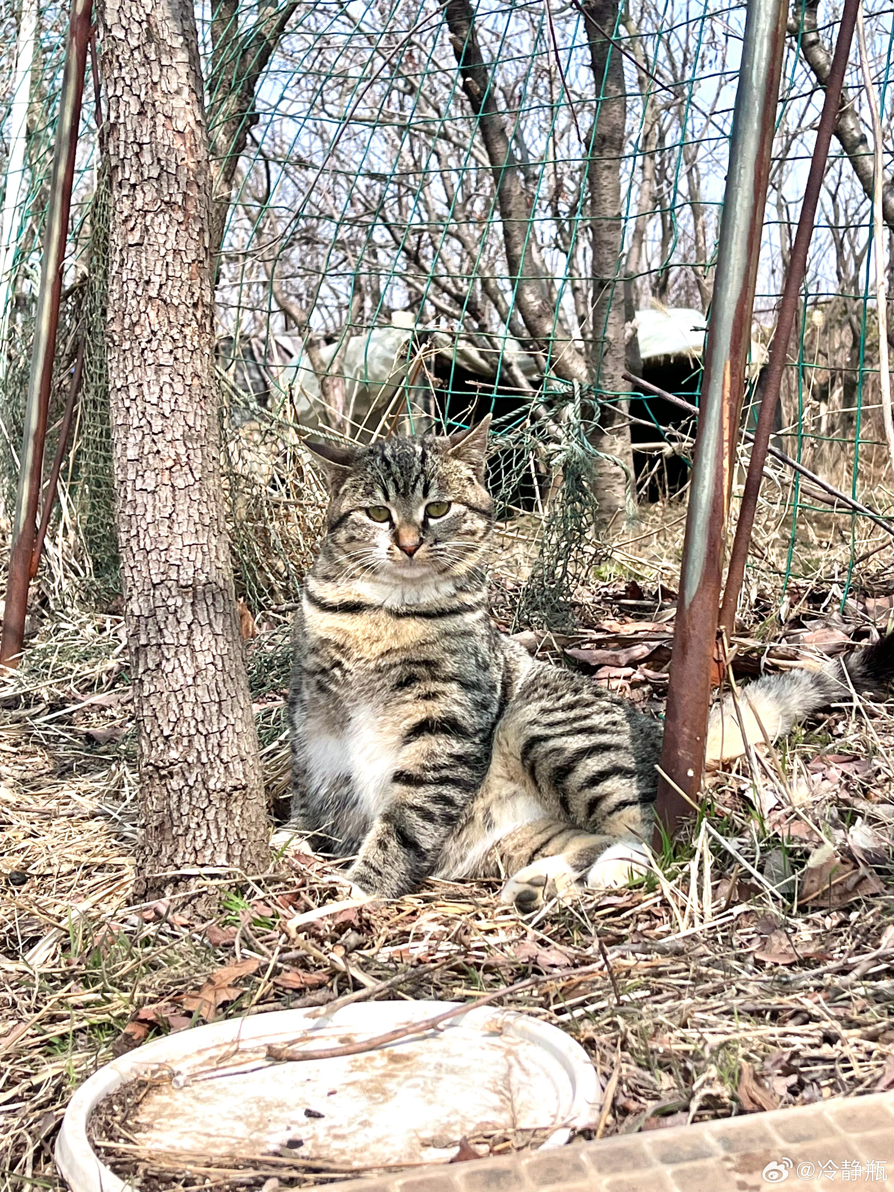 野猫网最新更新，引领前沿科技新领域探索