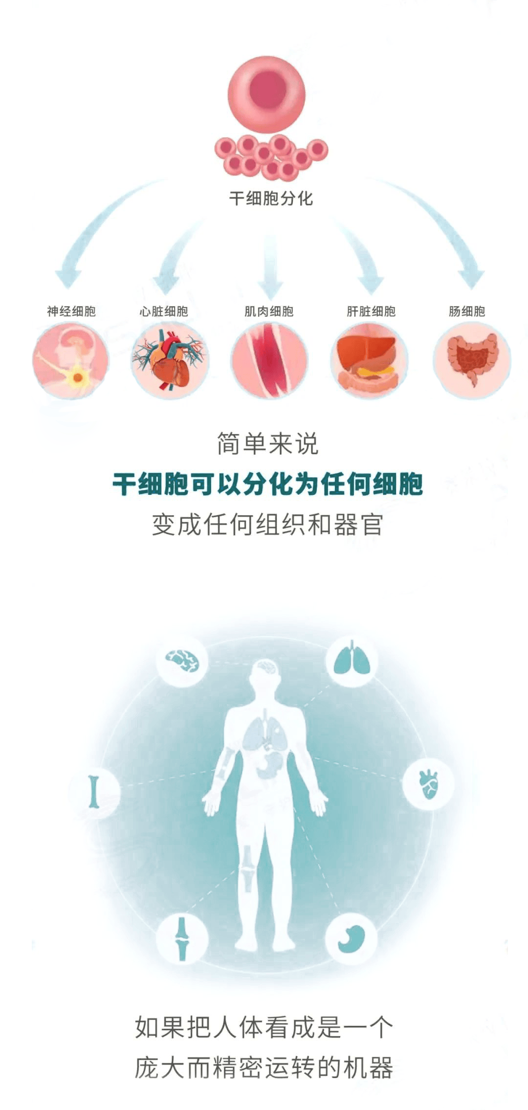 干细胞最新研究进展与前景展望