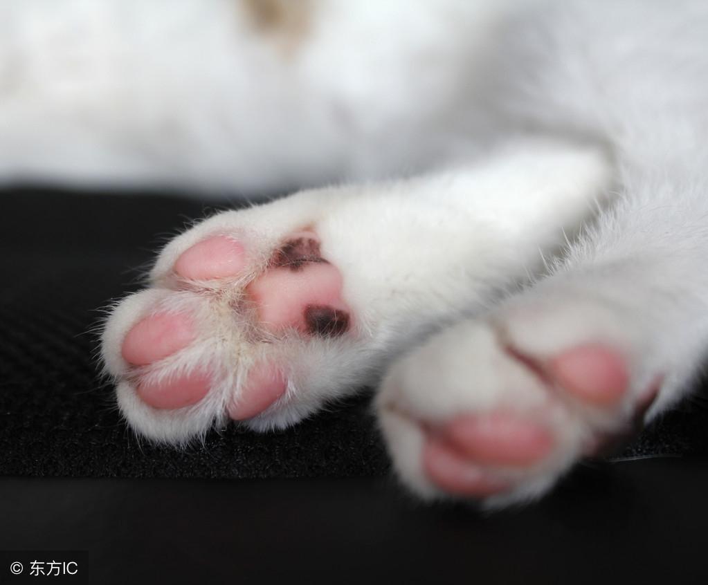 探索猫咪软件，最新下载与体验分享攻略