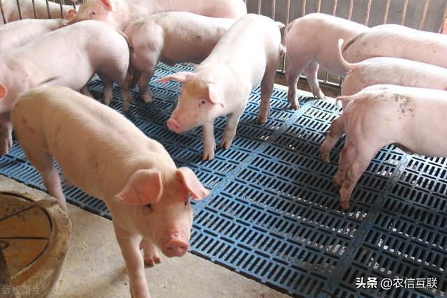 最新分日猪价分析与观察报告