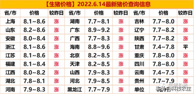 明天猪价最新动态，市场走势分析与预测报告