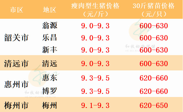 广东猪价最新动态解析