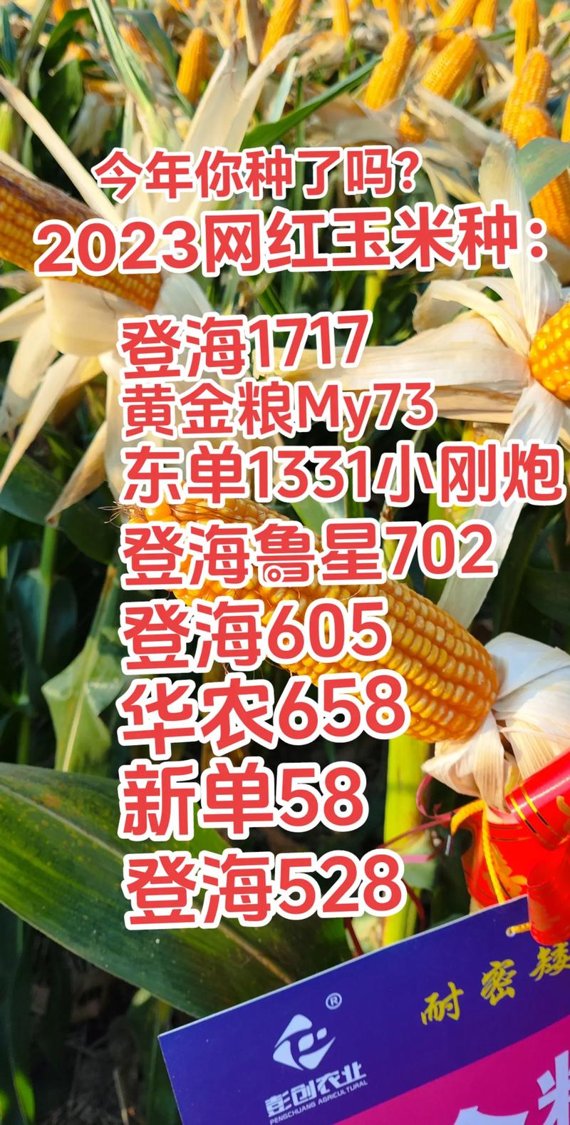 登海种业创新研发引领农业现代化发展，最新动态揭秘