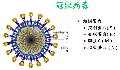 全球视角下的冠状病毒挑战与应对策略最新进展
