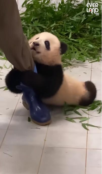 乐宝爱宝最新动态，探索未来无限可能