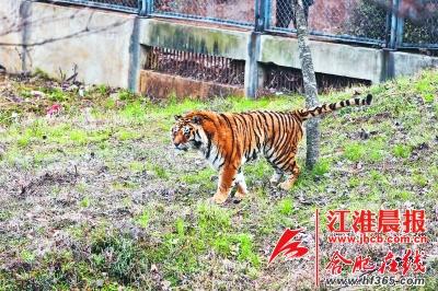 合肥动物园最新动态，探索自然之美的最前沿之旅