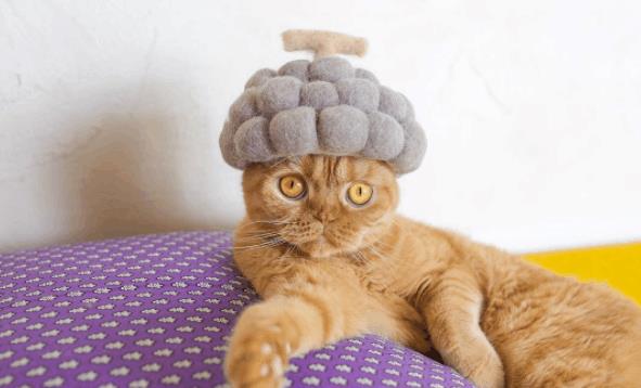 猫的最新艺术作品，探索艺术领域的新篇章