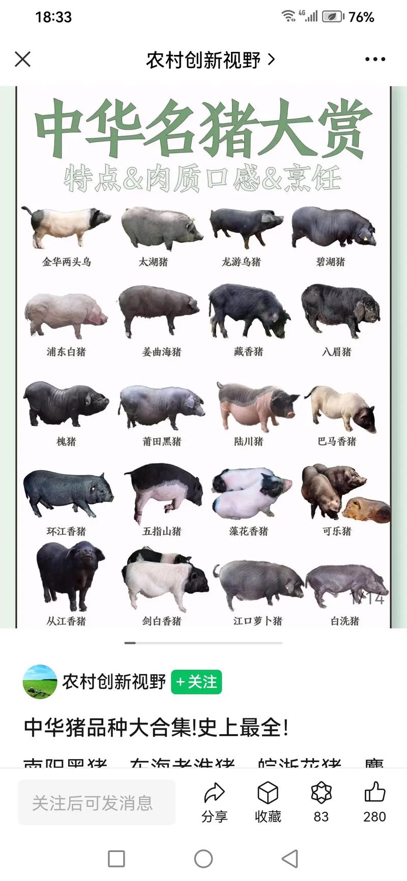 最新品种猪的崛起及未来展望