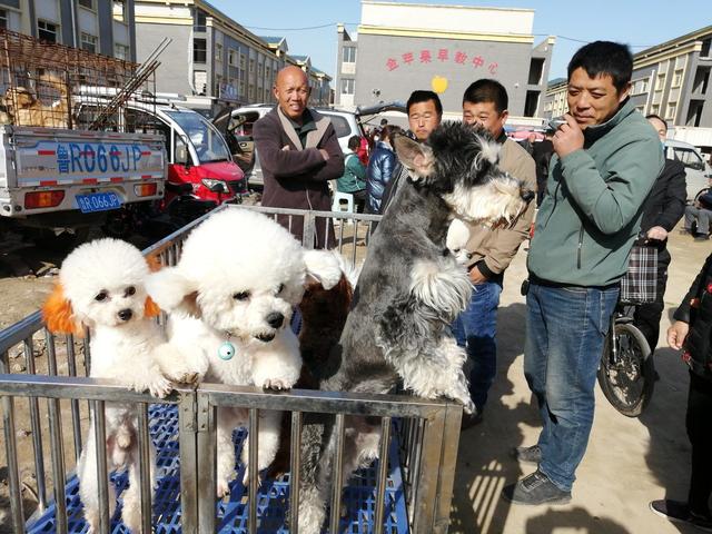喀左狗市最新动态，繁荣与变迁同步进行