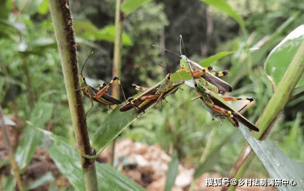 云南蝗虫最新态势分析