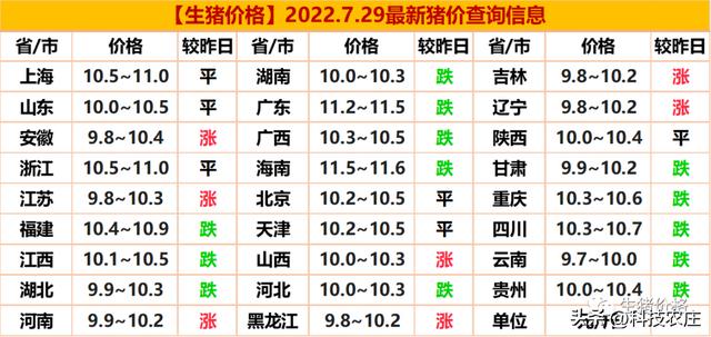 今日国内最新猪价分析与展望，未来趋势及影响因素解析