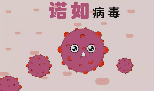 诺如病毒感染，理解、预防与应对措施指南