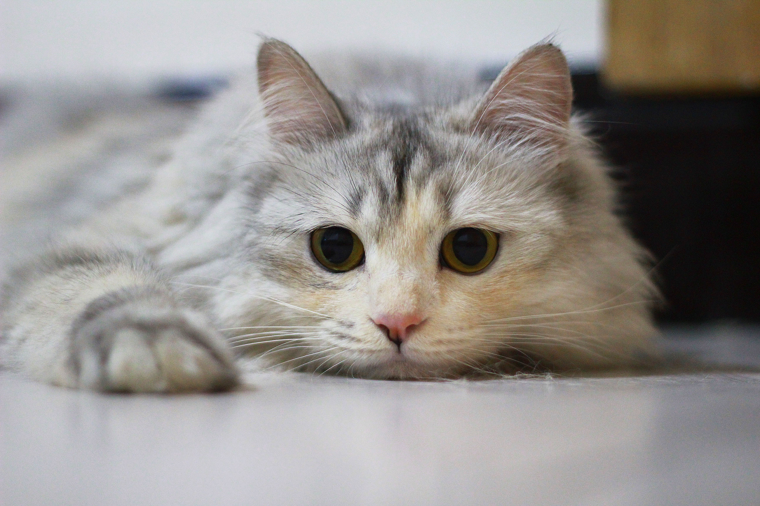 猫咪最新官网，一站式探索猫的世界，全面资讯平台