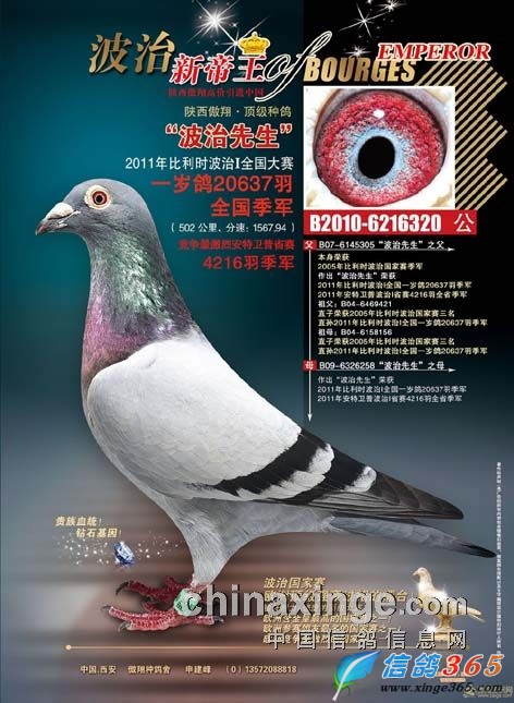 胡刚最新演讲，探索未来，传递希望之鸽