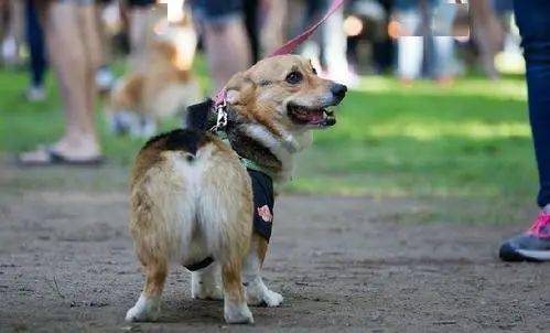 合肥养犬最新规定深度解读及其影响分析