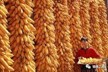 全球粮食市场动态，最新消息与中国策略解析